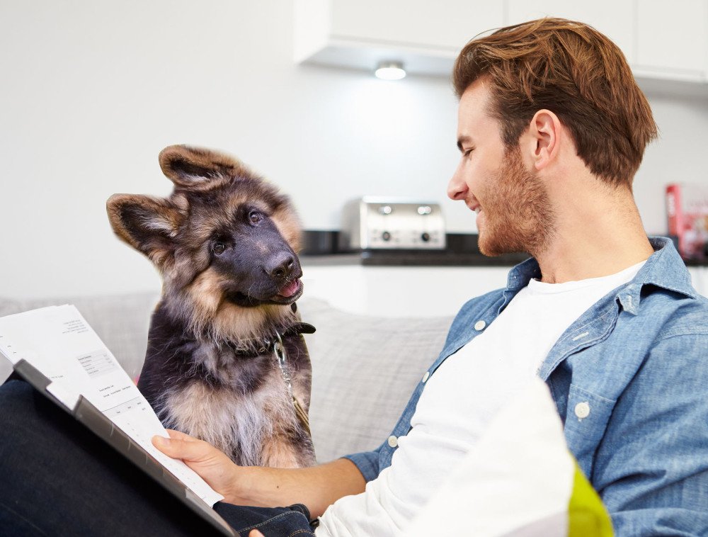 why do dogs tilt their heads why do dogs tilt their heads 187 science abc why do dogs tilt their heads why do dogs tilt their heads 187 science abc