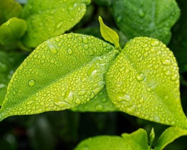 Water drops on leafs