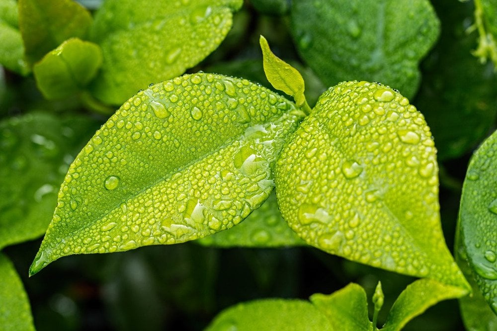 Water drops on leafs