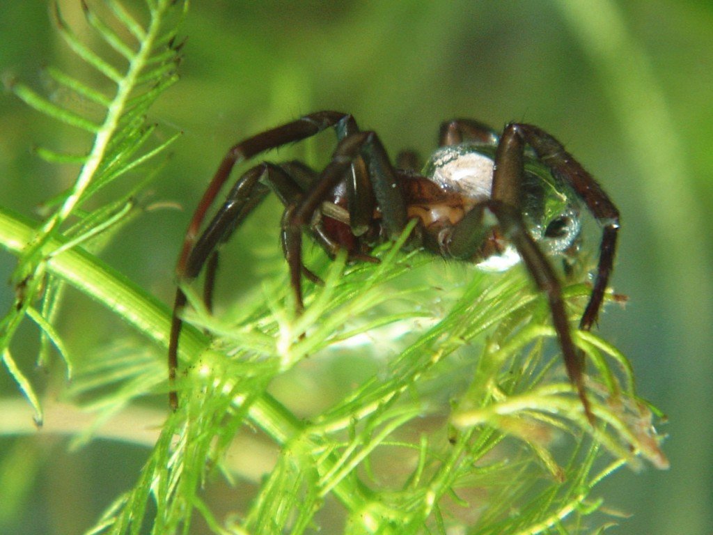 Diving bell spider