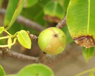 manchineel tree fuit