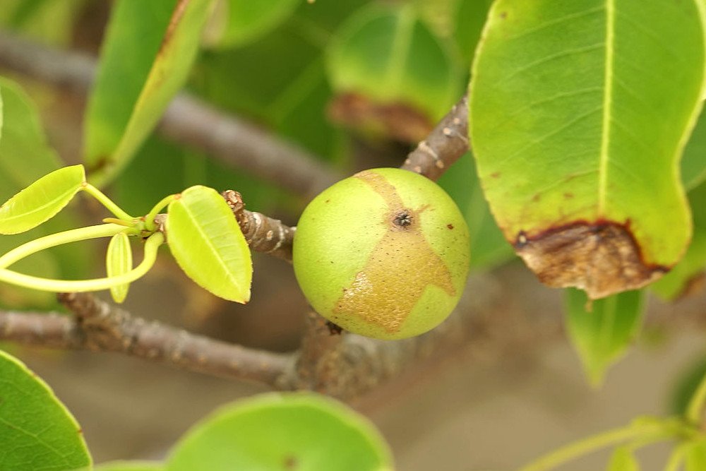 manchineel tree fuit