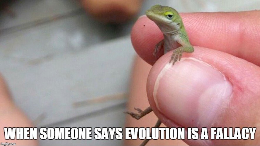 , ¿Son las aves realmente reptiles? Science ABC, Science ABC