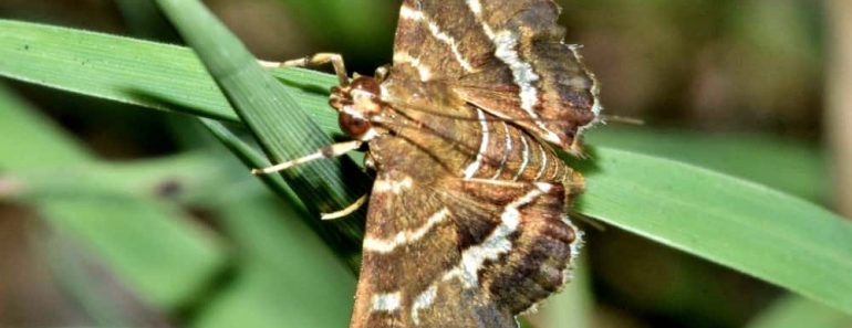 What Do Moths Eat?