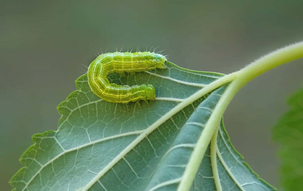 Moth Diet What Do Moths Eat?