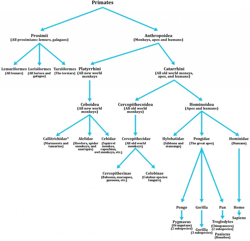 Primate Evolution Chart