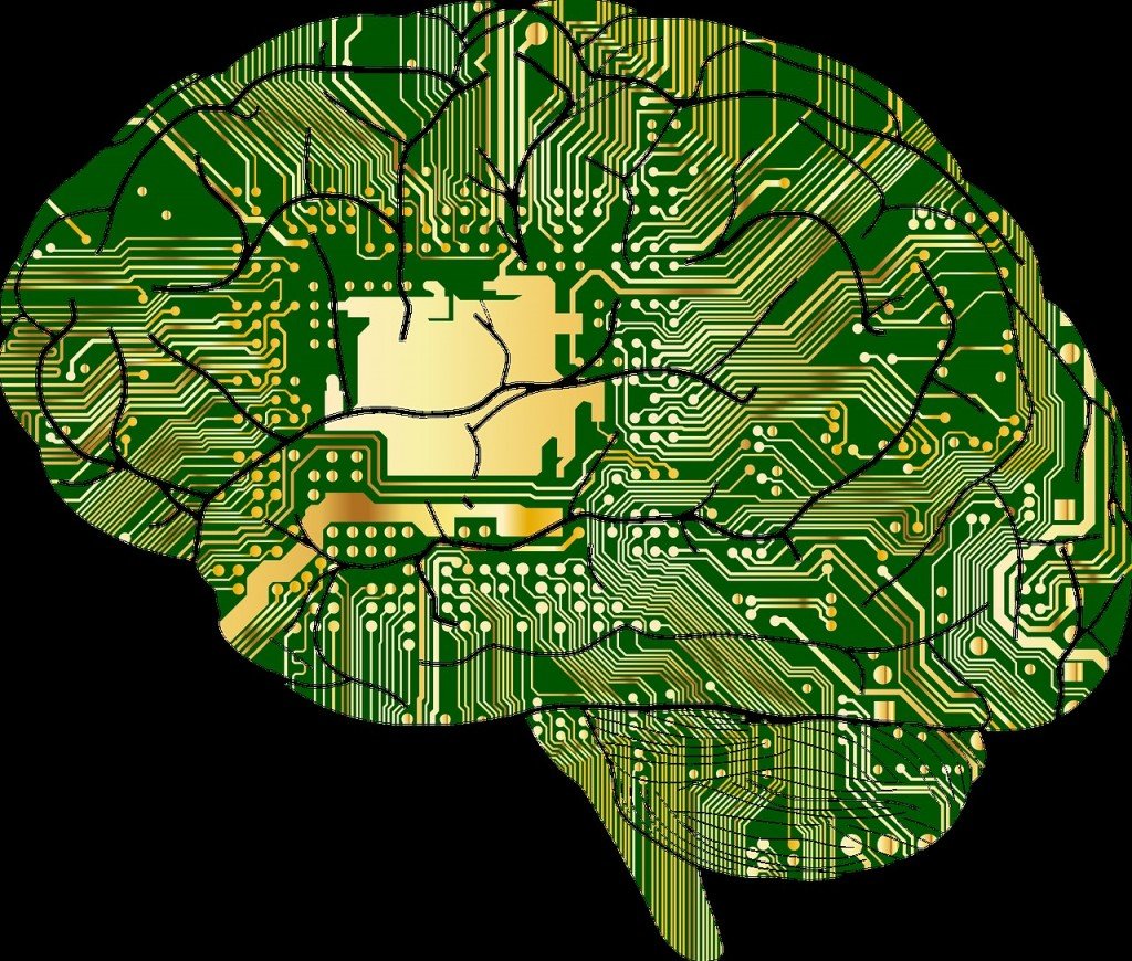 Brain Anatomy