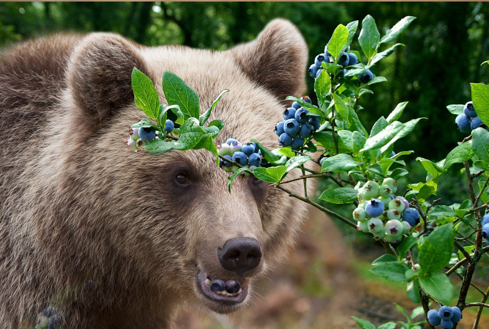 What is Huckleberry and How is it Different from Blueberry?