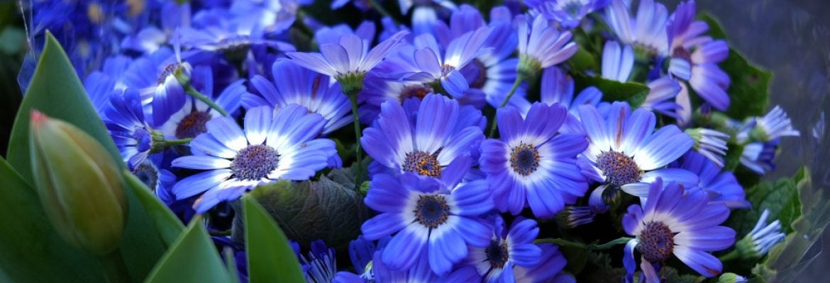 Blue flowers