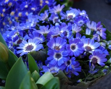 Blue flowers