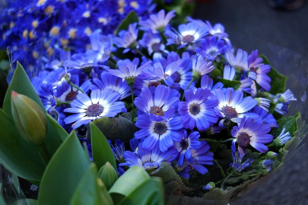 Blue flowers