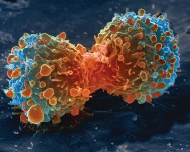 Cancer Cell Division