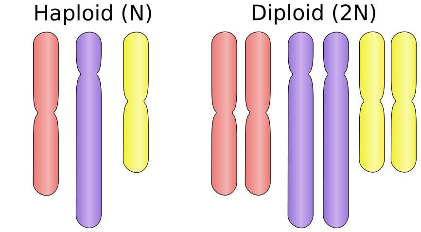 Mitotic Cell Division What is Mitosis What is Meiosis 