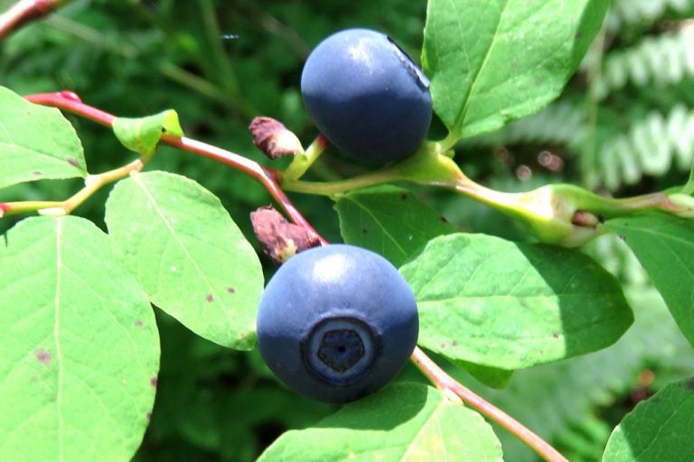 What Is Huckleberry And How Is It Different From Blueberry?