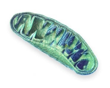 Mitochondria