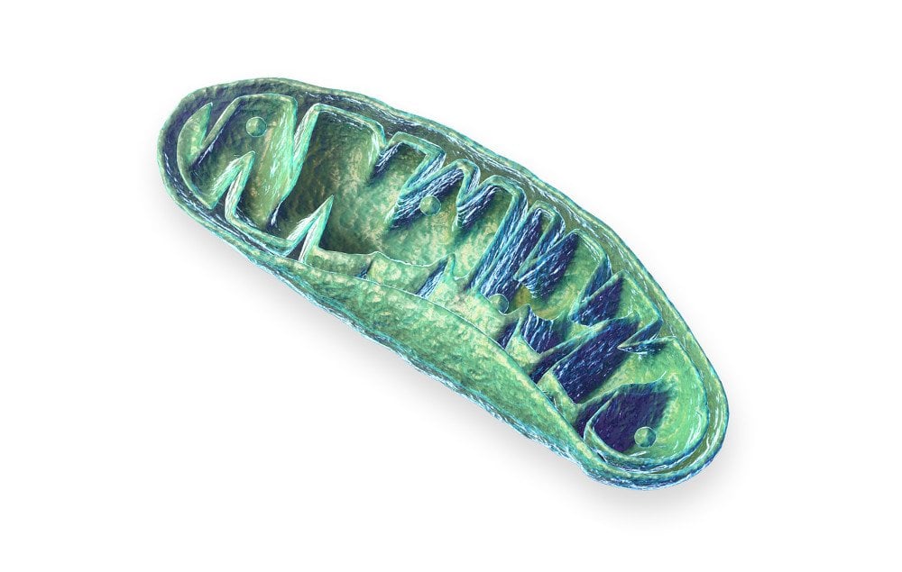 Mitochondria