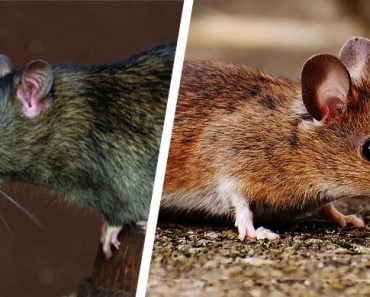 What's The Difference Between Rats And Mice?