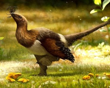 Serikornis paravian dinosaur