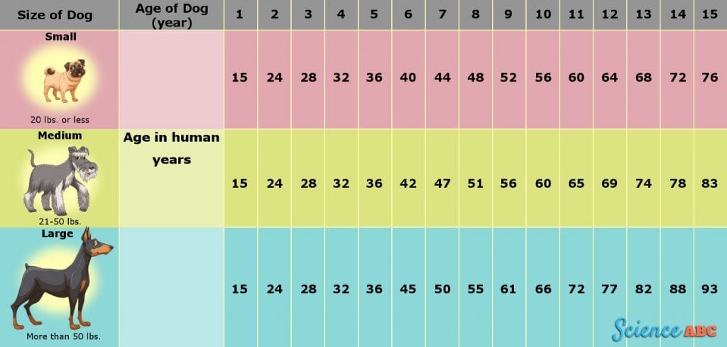 how old is a dog in human years at 4