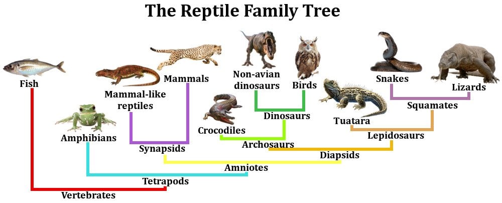 Reptile Taxonomy Chart