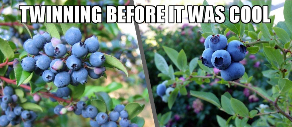 What is Huckleberry and How is it Different from Blueberry?