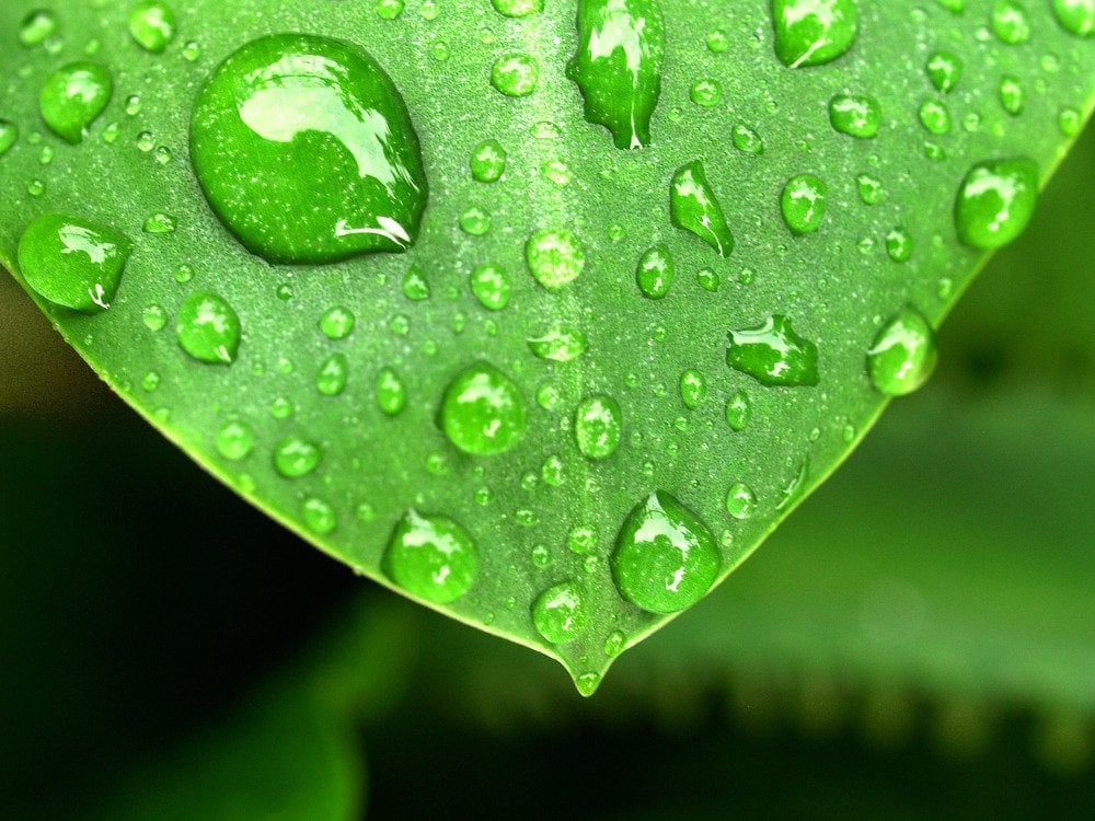 Cozy Why Photographers Use Green Background in Bedroom