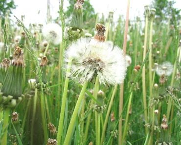 Weeds in Waterloo, Ontario