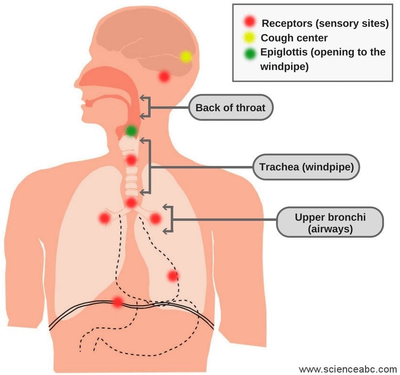 Рвотный рефлекс мозг. Кашлевые рецепторы. Рецепторы кашля. Кашлевые рецепторы расположены. Кашлевые центры у человека.