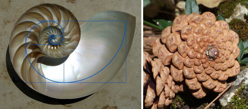 Espiral dourada com concha (Nautilus Cutaway Logarithmic Spiral) e cone de pinho