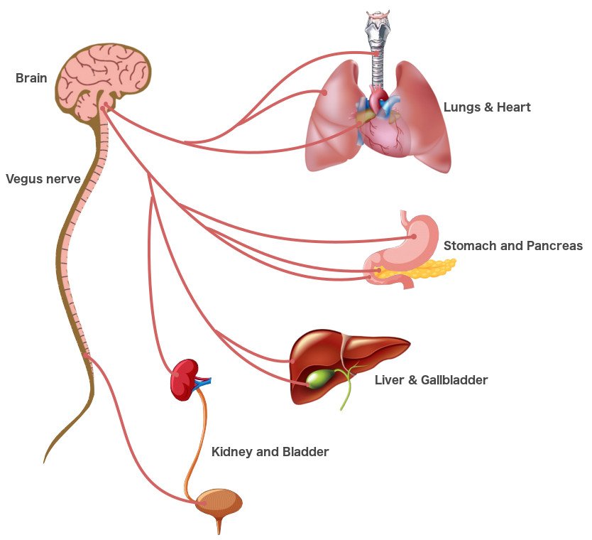 Sistema Parasimpático nervo vegus