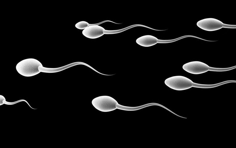 Number of sperm cells