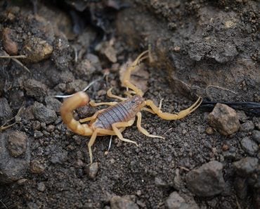 scorpion - Indian red scorpion - Hottentotta tamulus