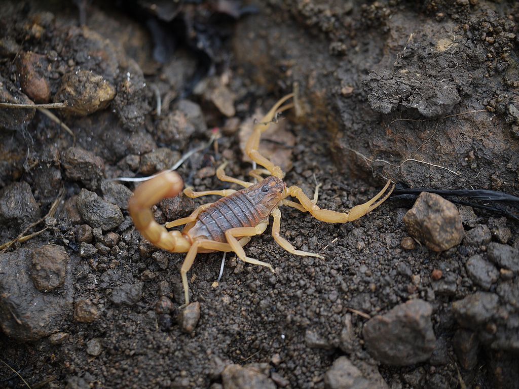 scorpion - Indian red scorpion - Hottentotta tamulus