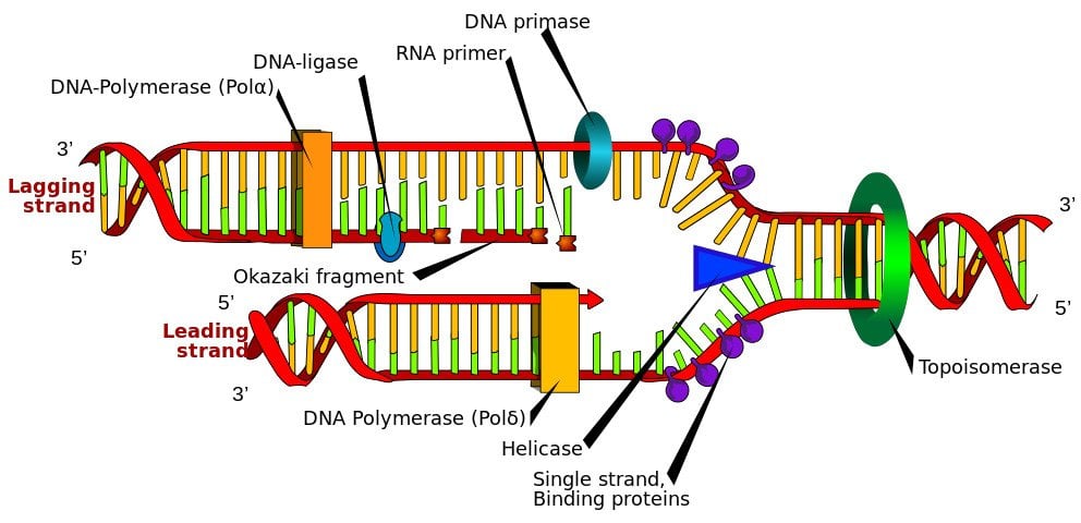 Dna Replication Chart