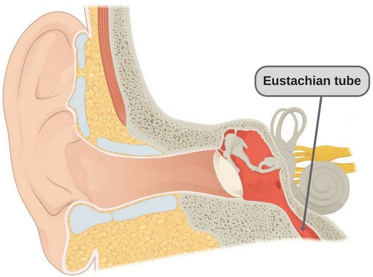 Ear Popping: Why Does Popping Your Ears Improves Hearing?