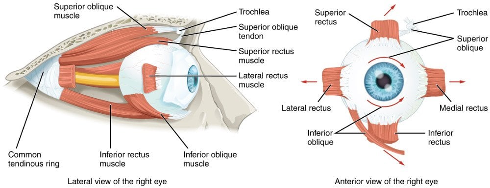 Why Do Our Eyelids Get Heavy When We're Tired? » Science ABC Why Do Our Eyelids Get Heavy When We're Tired? » Science ABC