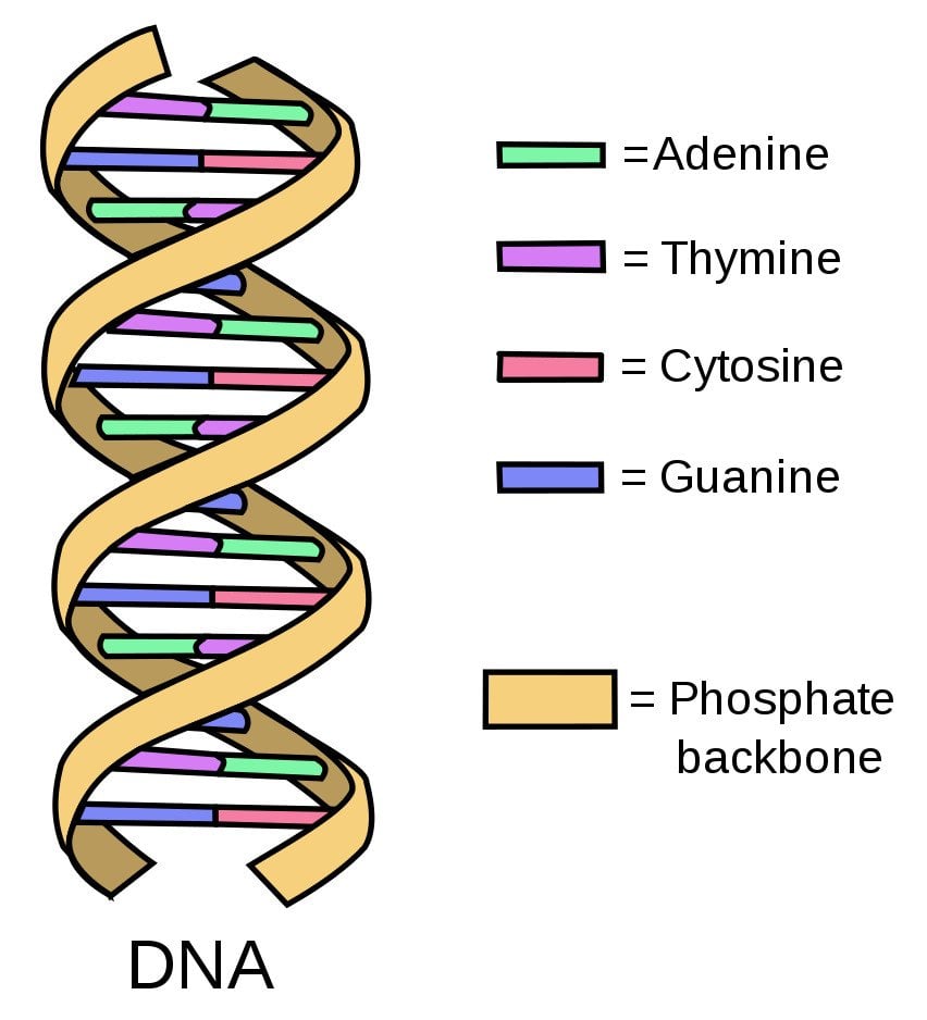 Dna Replication Chart