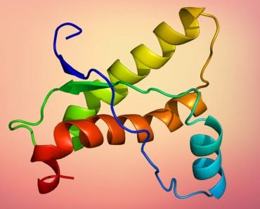 Structure of the PRNP protein prions