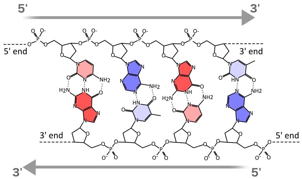 Dna Replication Chart