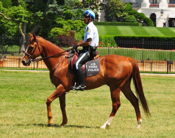 Policial americano montado