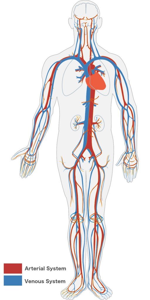 Image Result For Why Are Arteries Thicker Than Veins Image Result For Why Are Arteries Thicker Than Veins