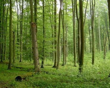 Beech forest in Źródliskowa Buczyna reserve near Szczecin