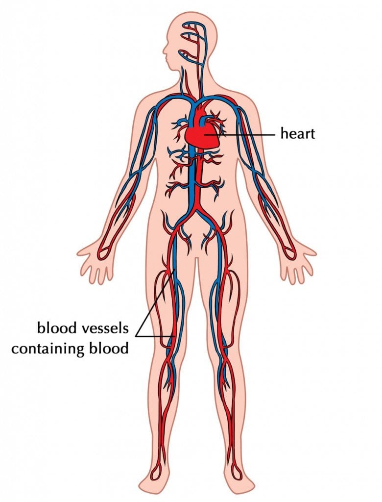 What Are Arteries, Veins And Capillaries? » Science ABC