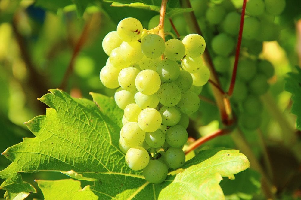 Fruta de vinho de vinha