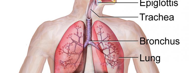 Respiratory System (Illustration)