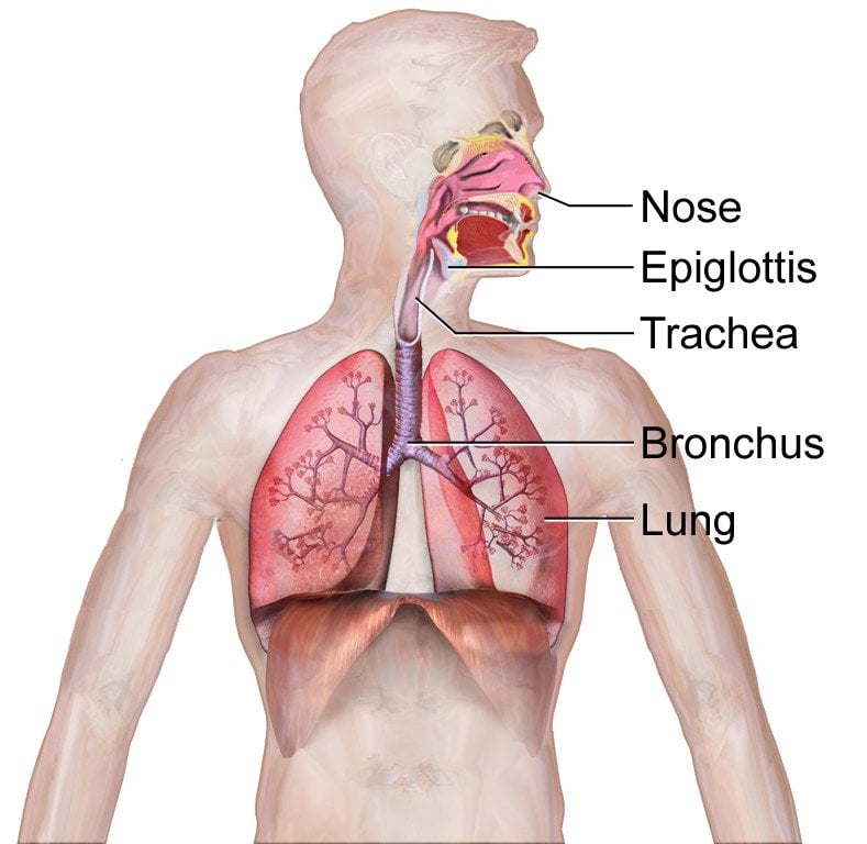 Respiratory System (Illustration)