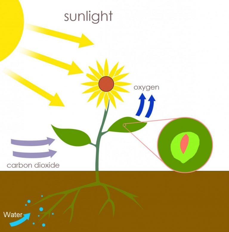 Collection 101+ Images during photosynthesis sunlight shining on a plant is absorbed Full HD, 2k, 4k