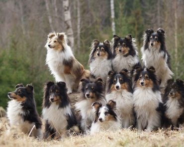 Sheltie group of dogs
