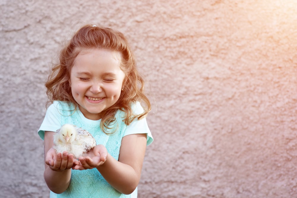 a cute girl in a blue t-shirt with dimples on her cheeks holds a chicken in her hands and squints with emotion and delight - Image(AHOOLY)s