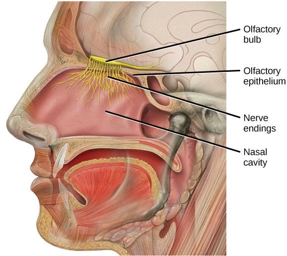 Neurônio bipolar Bulbo olfatório cavidade nasal nas terminações nervosas do epitélio olfatório